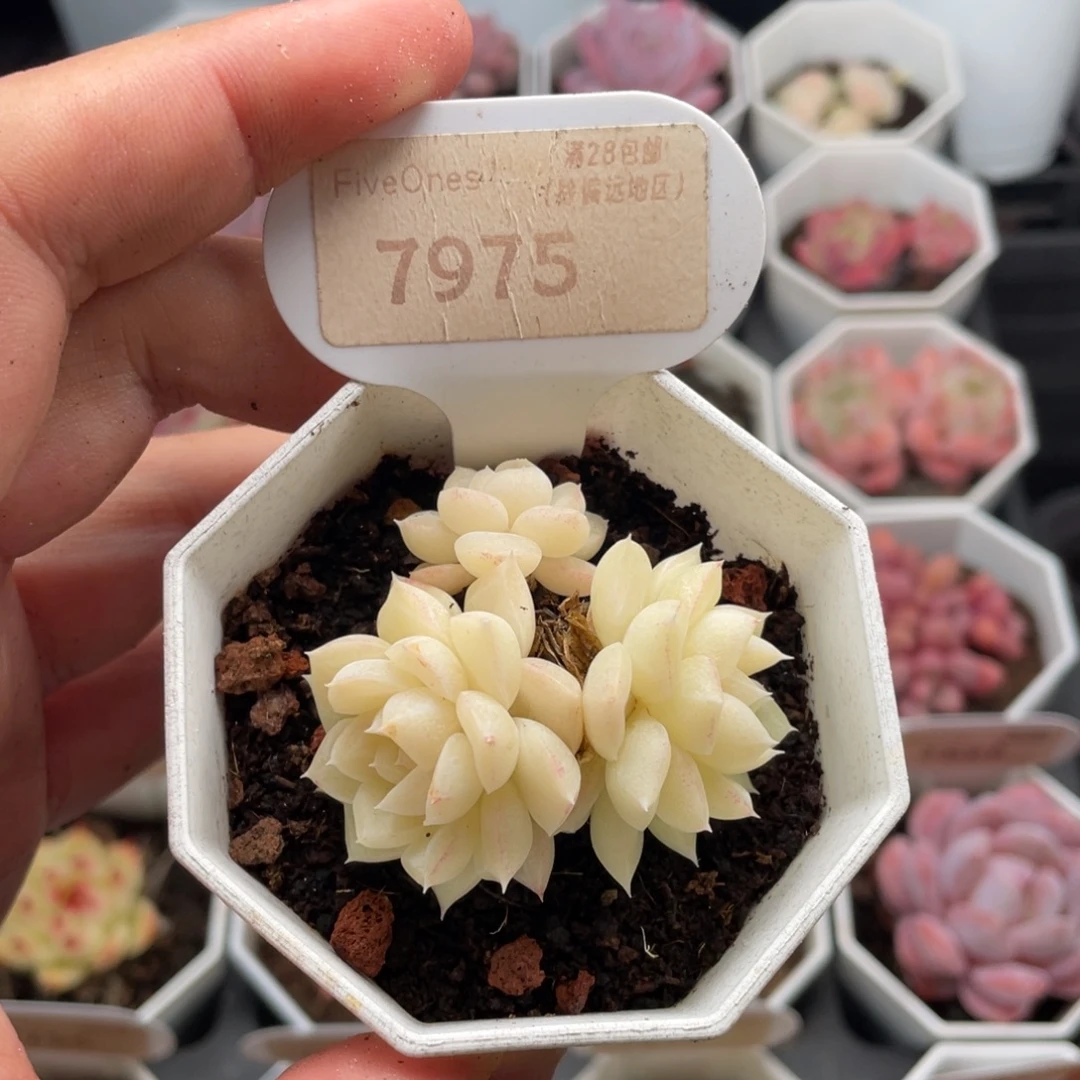 白天鹅7975-5厘米