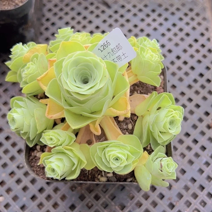 1266 裸根不带土发货