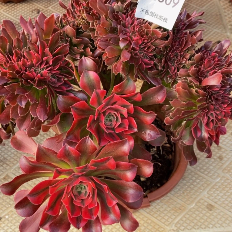 【闪购商品】4309香妃多肉