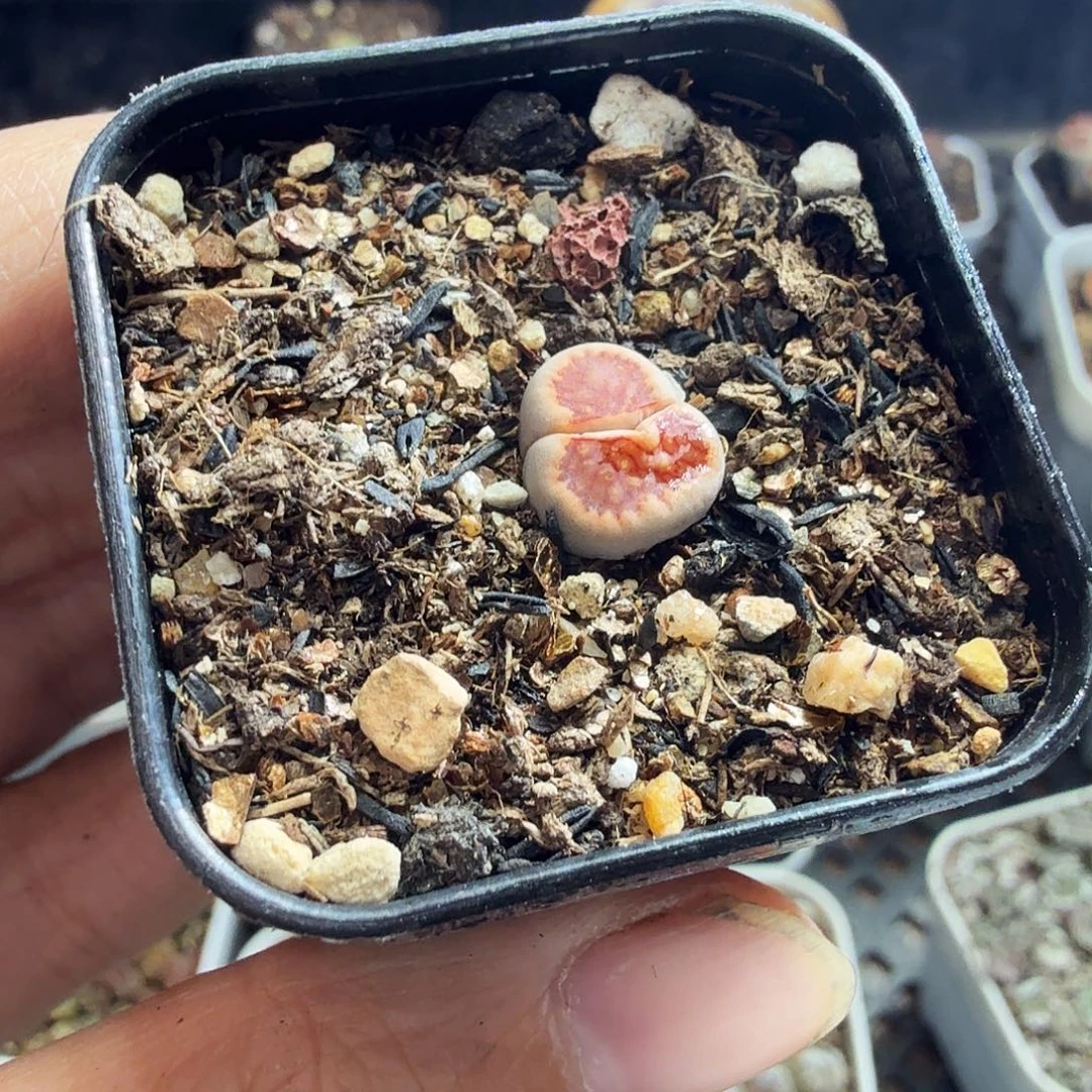 海***风多肉葡萄的季节286