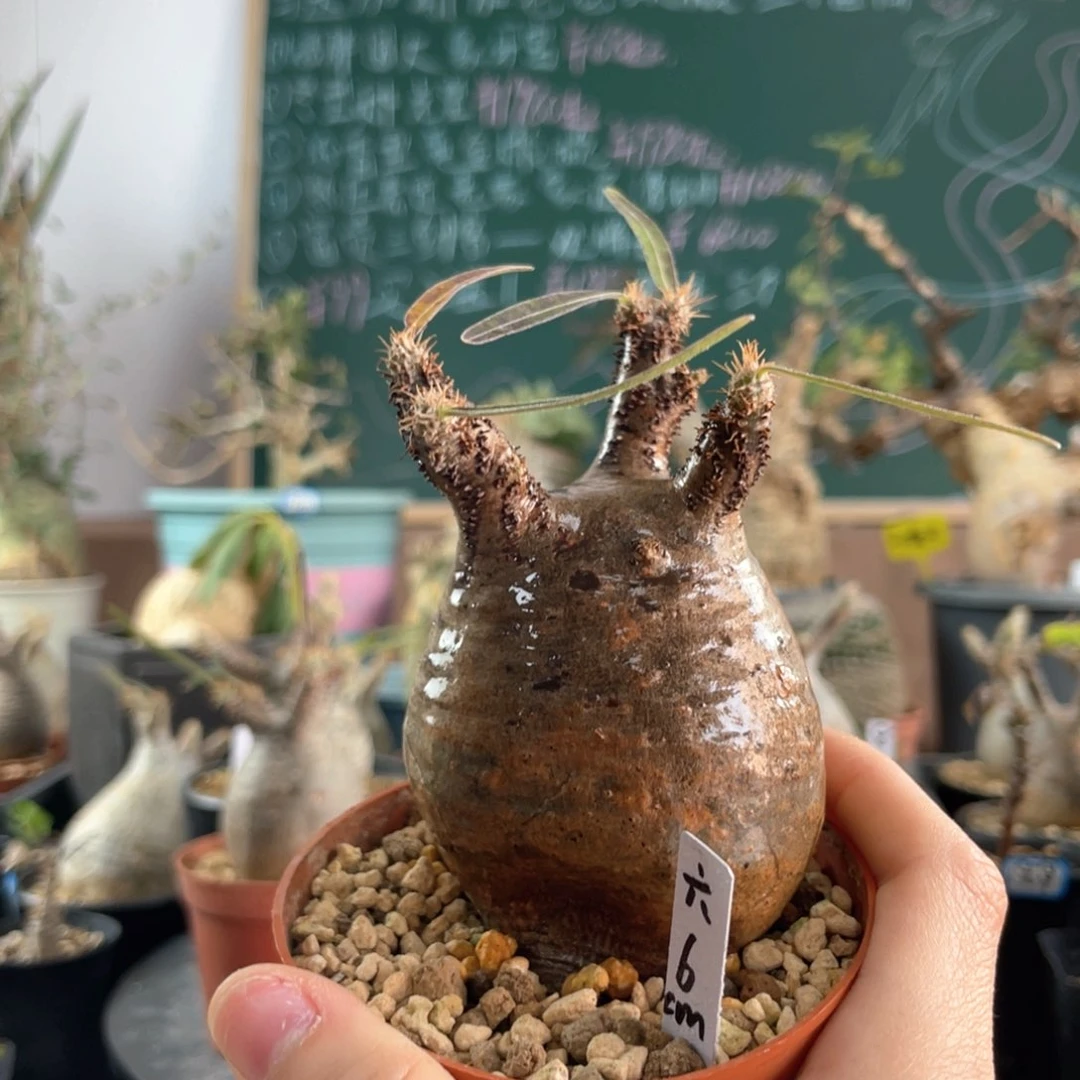 2月18日直播间福利宫