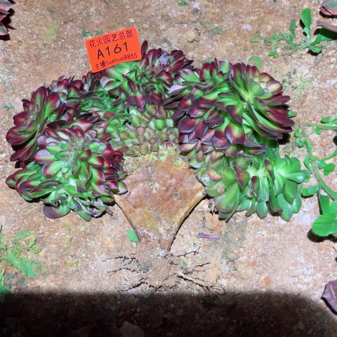 抹茶缀161多肉植物