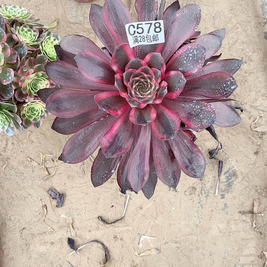 十***点R. 578巫毒超白多肉1122