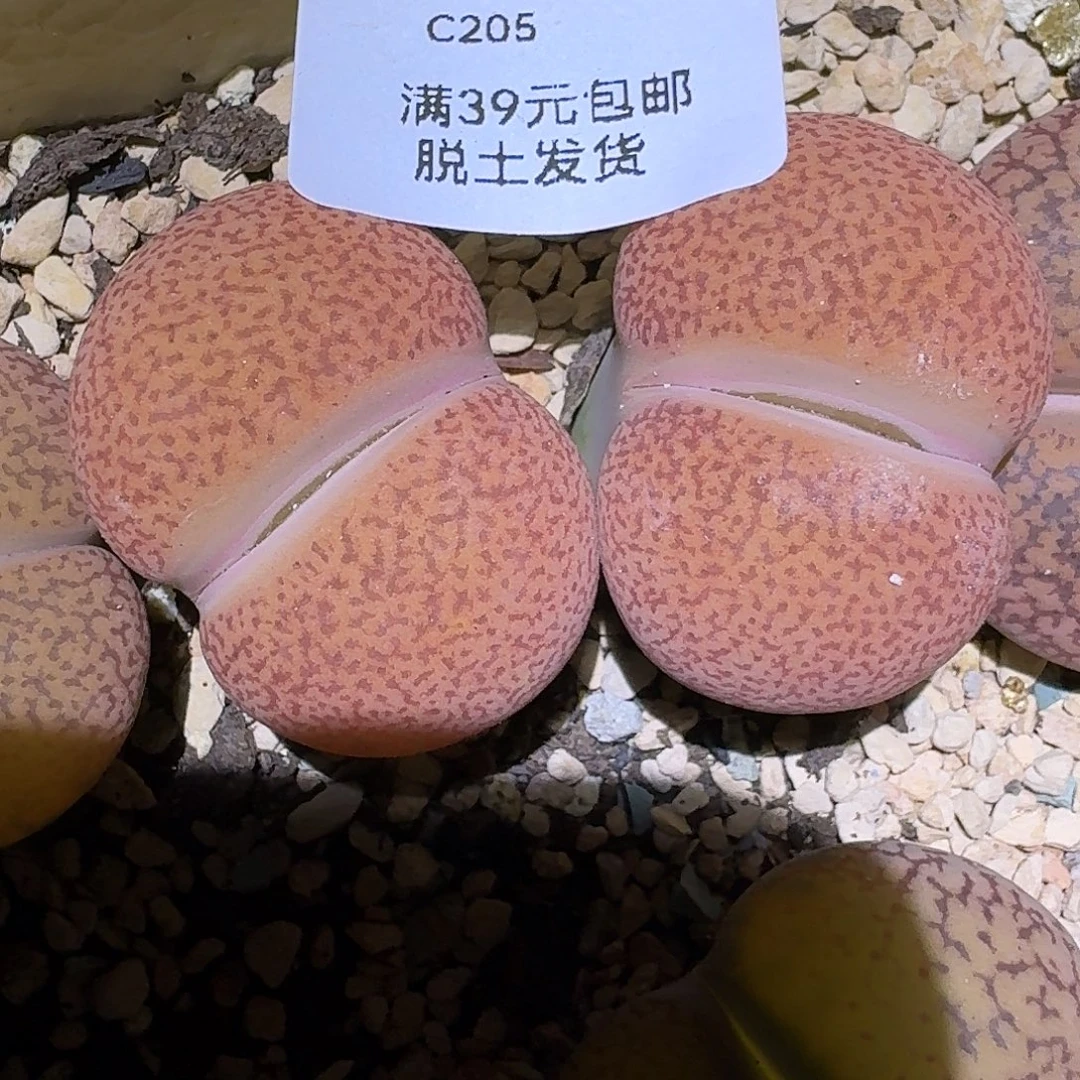205多肉哈哈哈哈哈哈哈哈