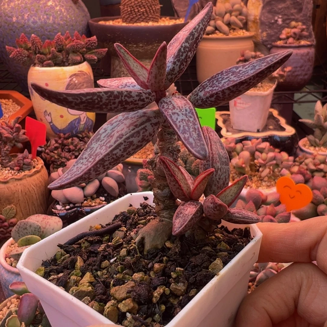 一组自拍，感谢支持