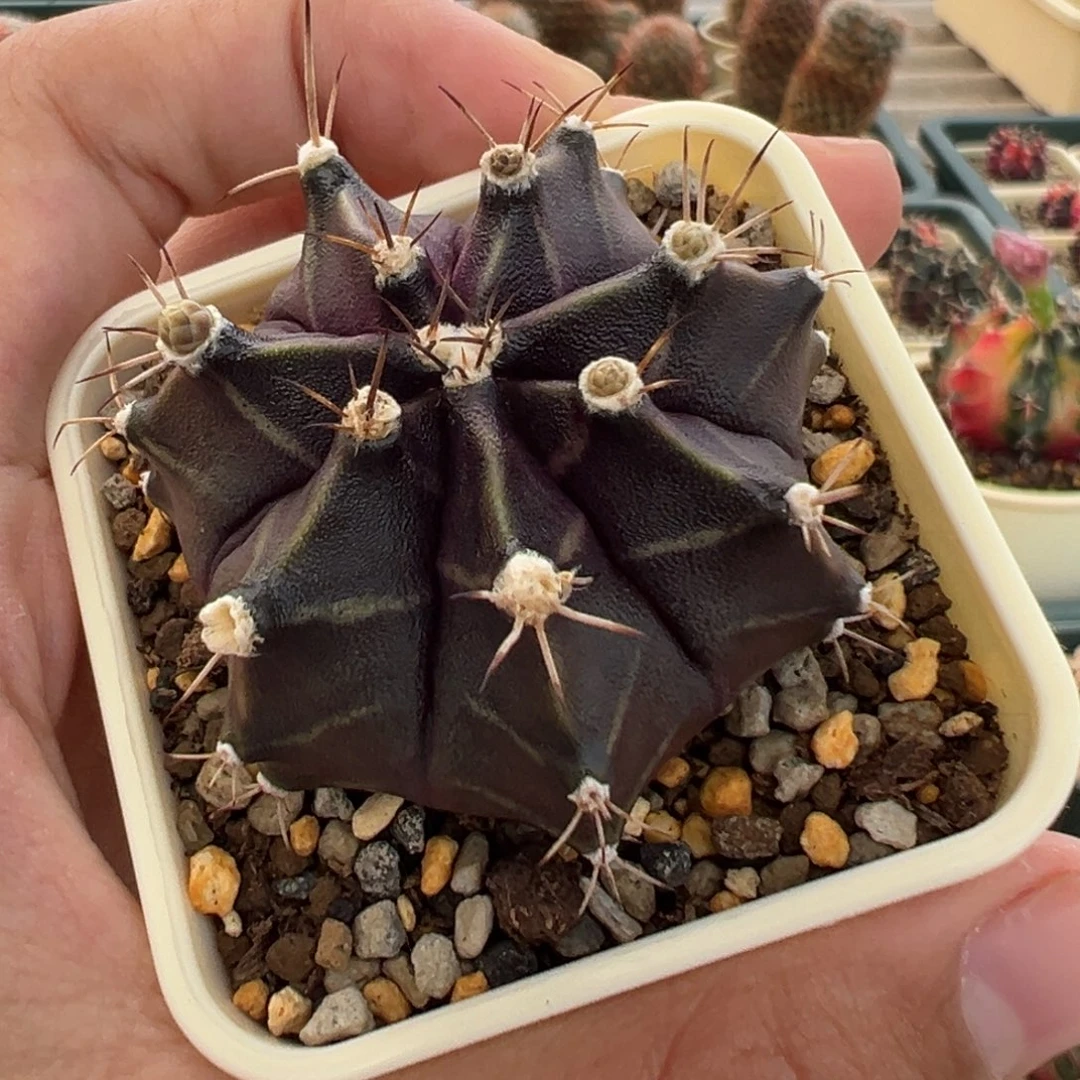 971 好看的米哈冲冲冲