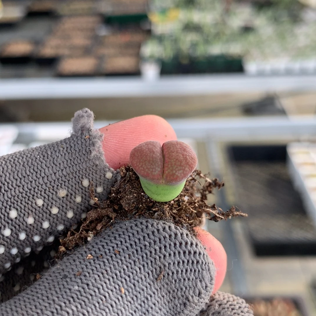 570鱼子酱风铃一颗