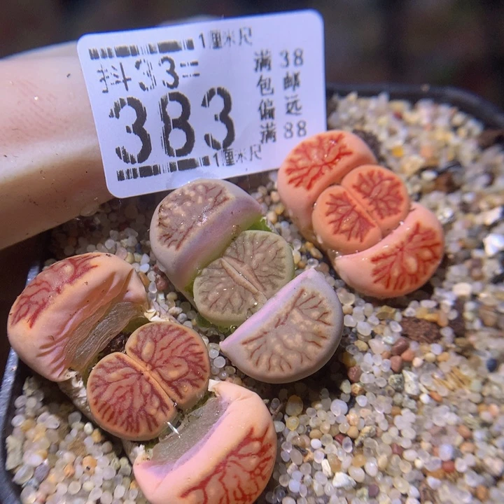 精品生石花33.383