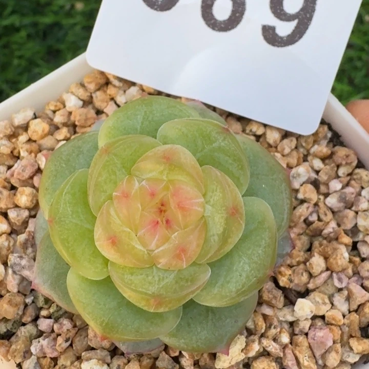 新品上新         上新多肉植物