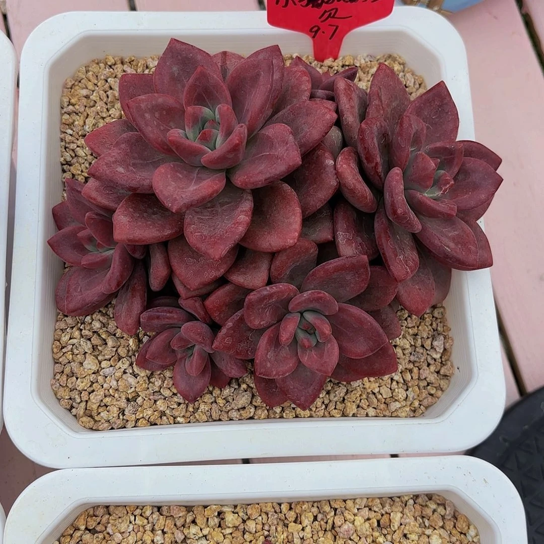 小小弟精品多肉和菲斯托