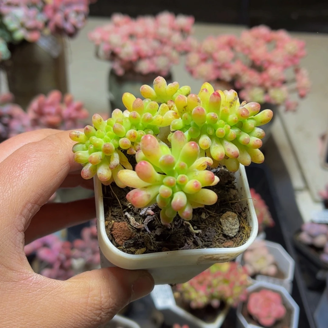 612乙女心缀7厘米多肉