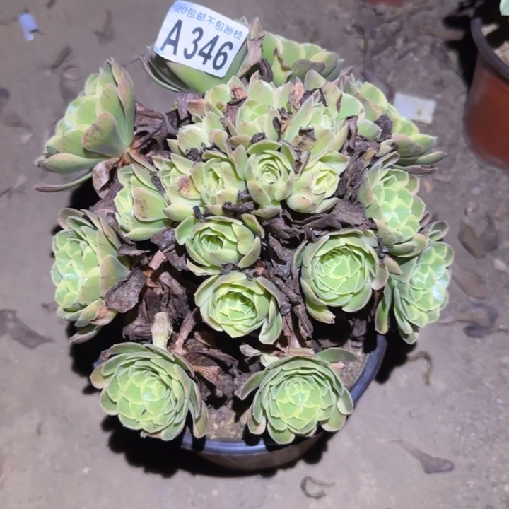 奶白……不包断枝……多肉植物