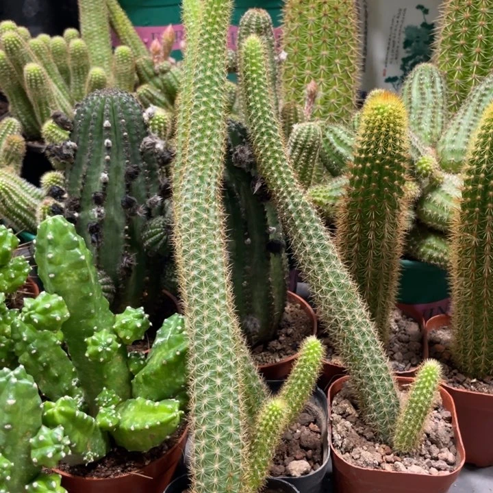 自根新品金妞橙仙子一杯20公分