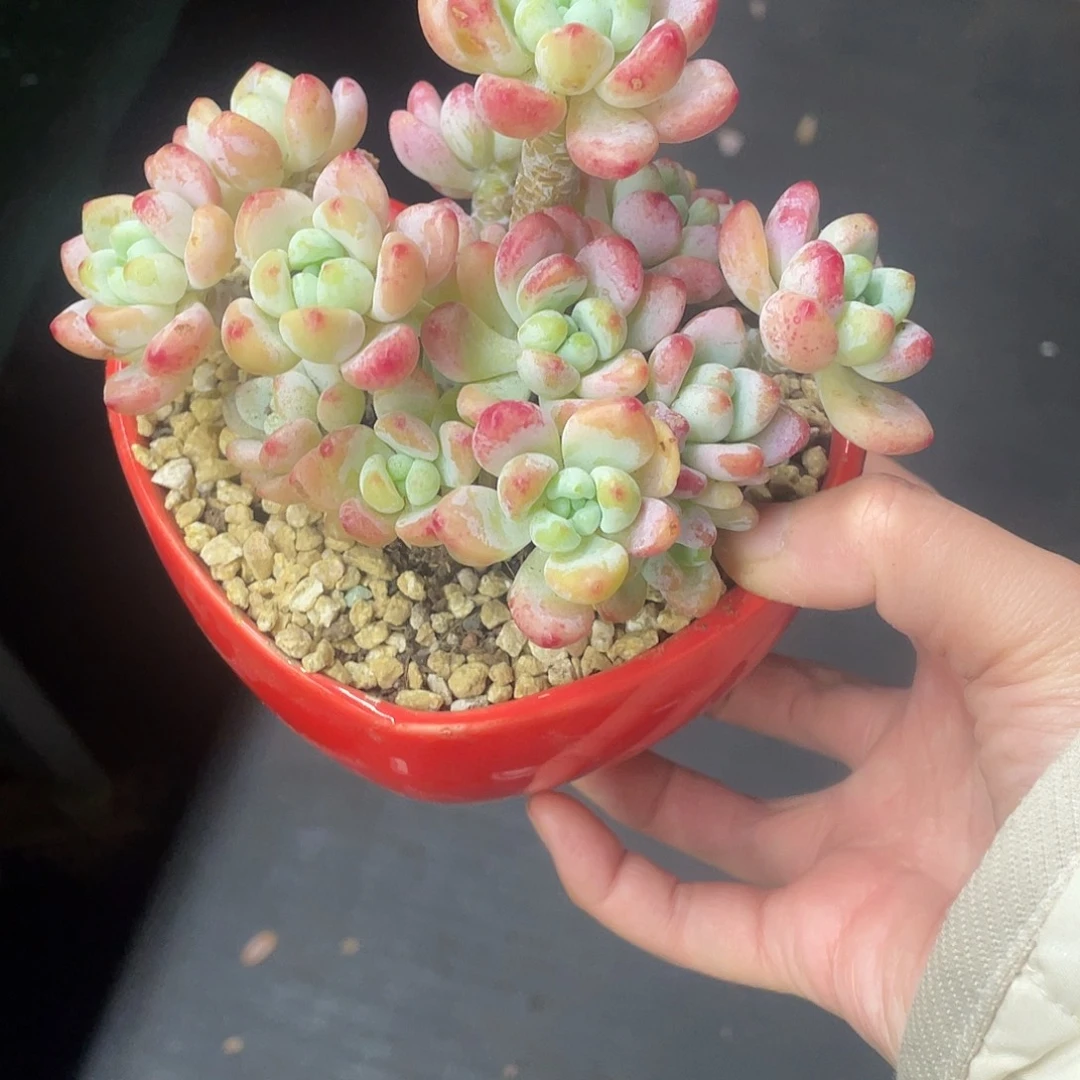 罗琦一物一拍28包邮非偏远v