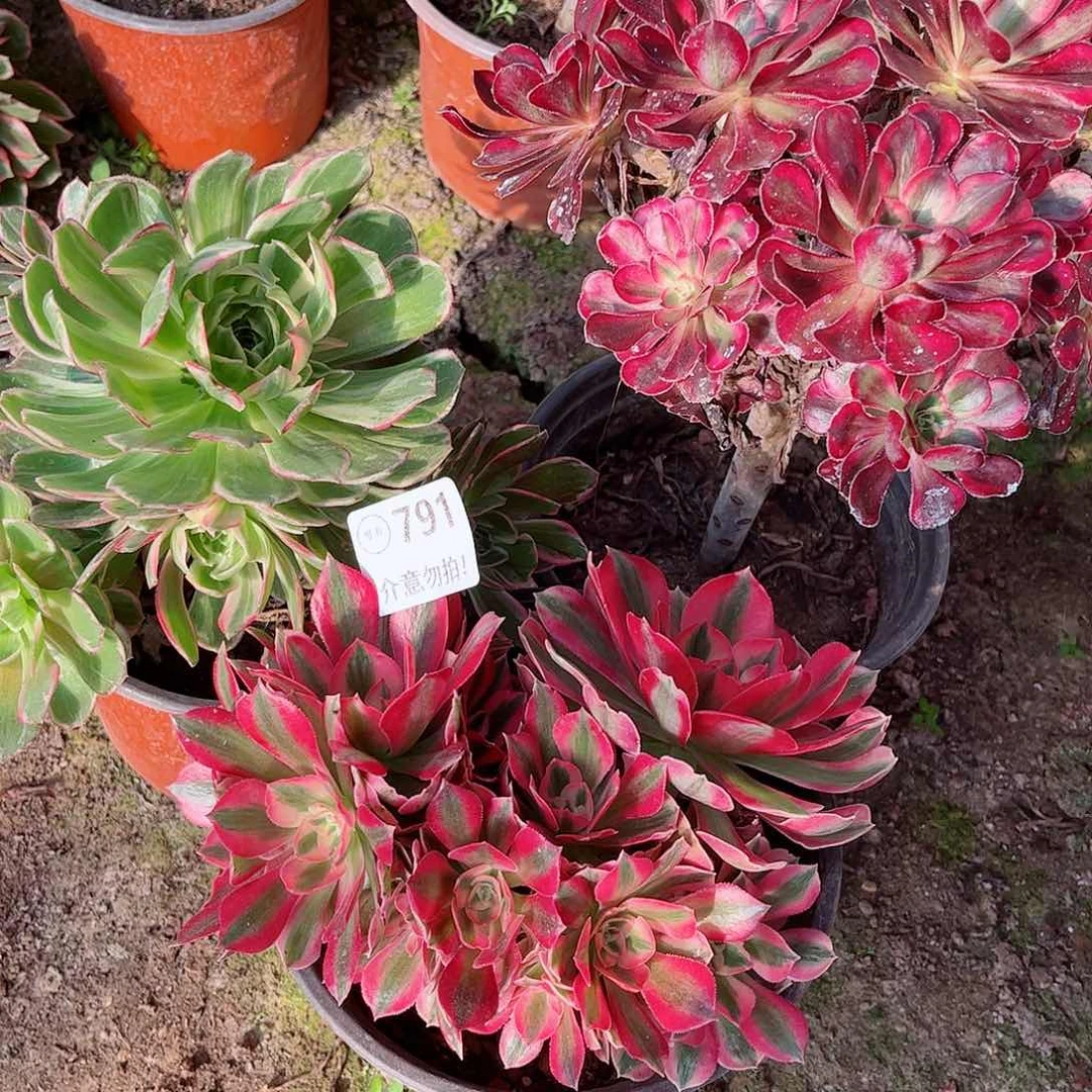 无花朵多肉植物组合791