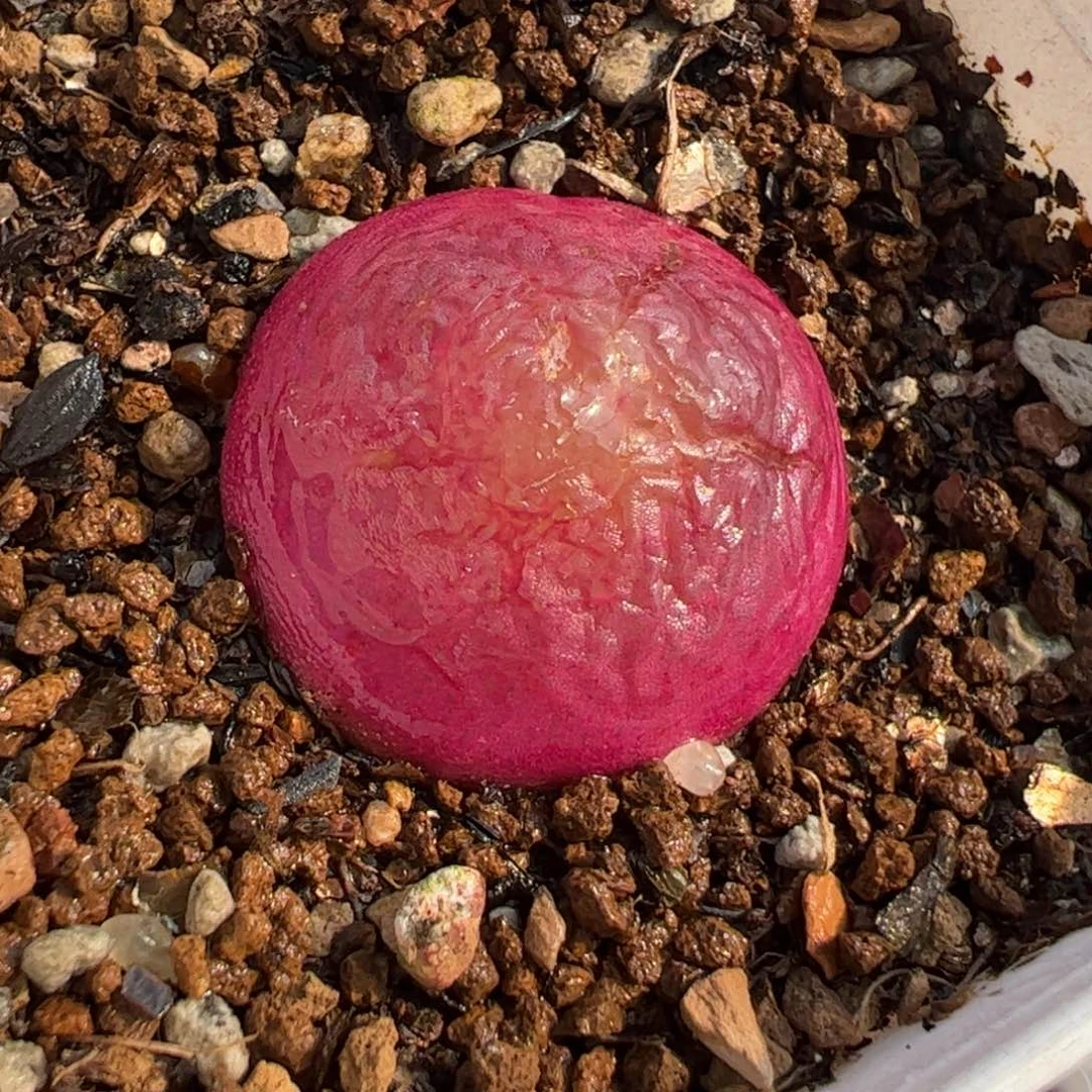 251多肉植物百科