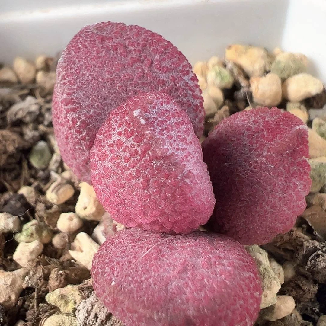 茶 紫色颗粒款实生