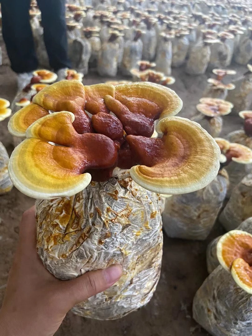 观赏赤灵芝盆景盆栽活体菌包适合室内办公桌阳台