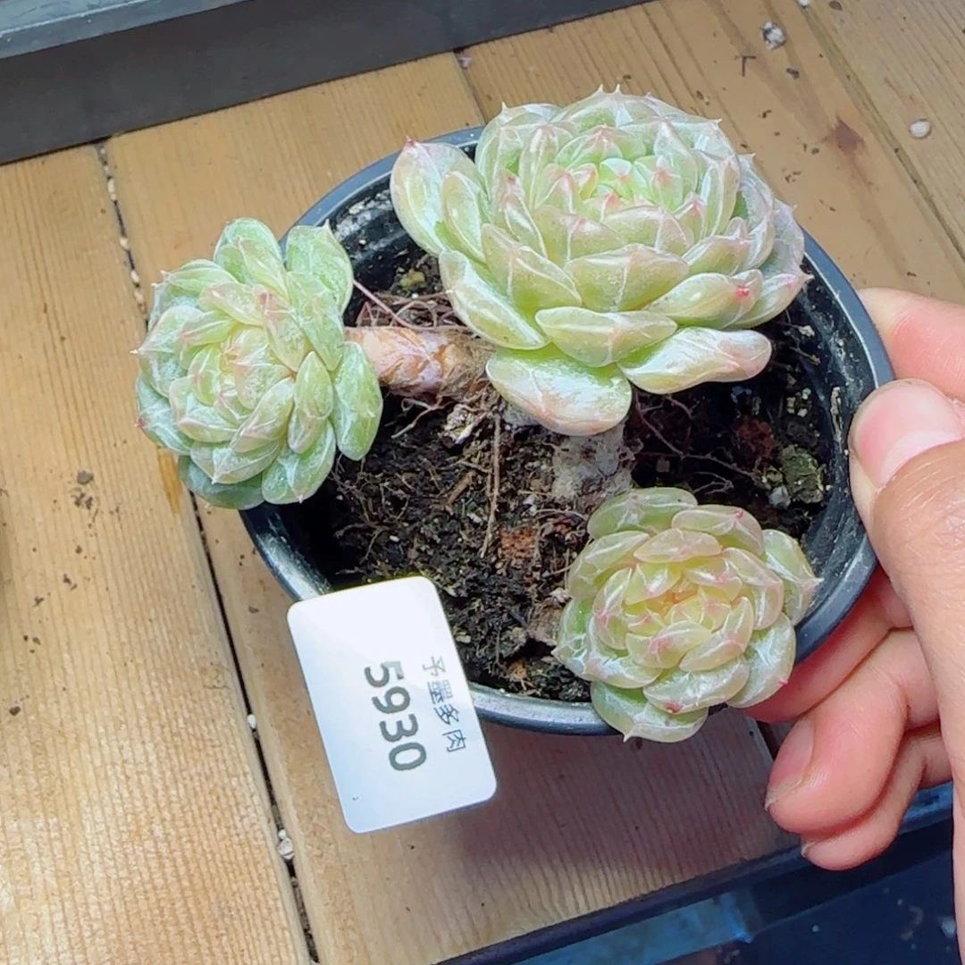 粗桩白恋，5930多肉植物