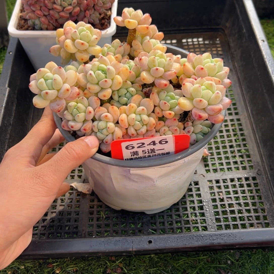 表妹精品多肉6246.