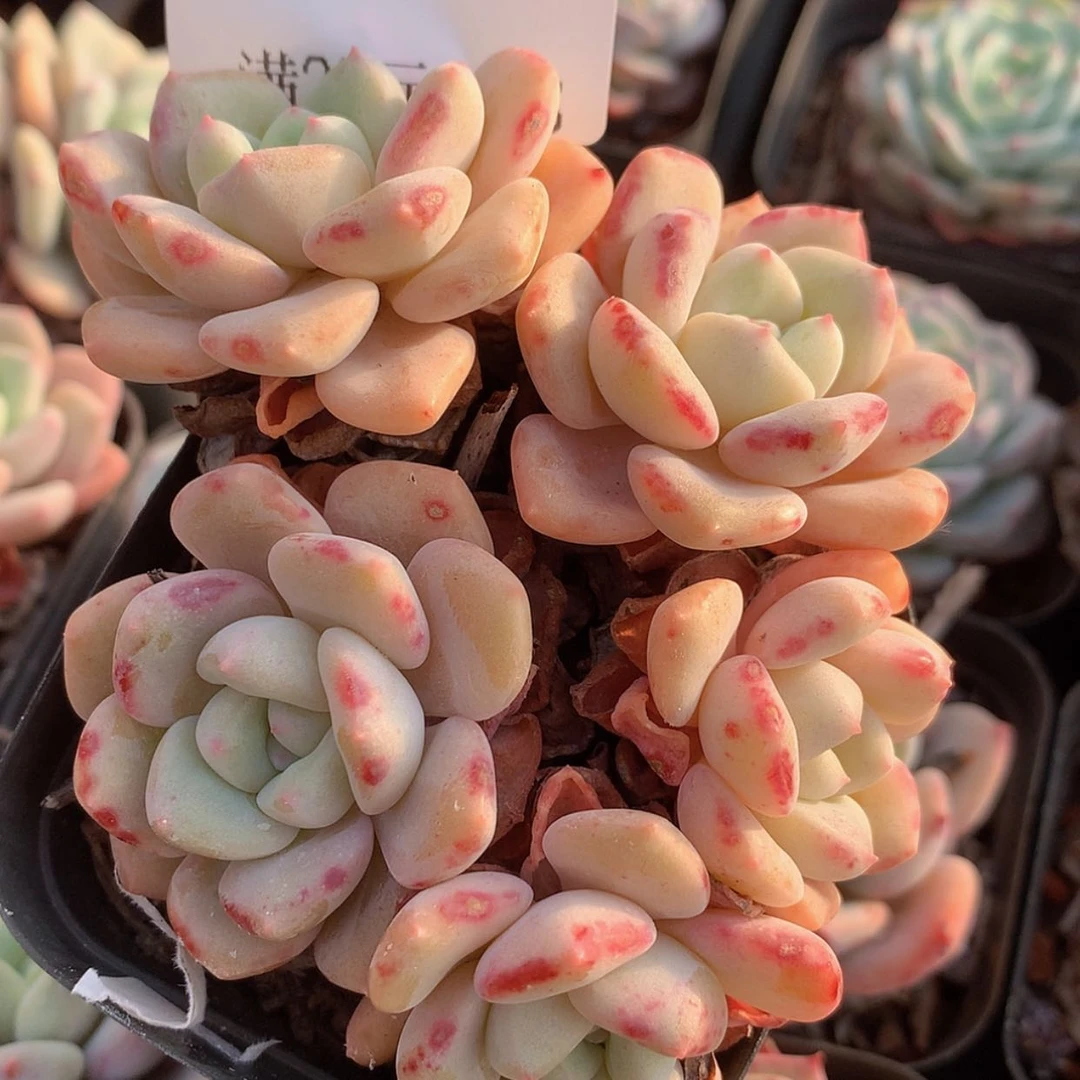 【闪购商品】云566号