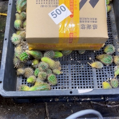 ****゜500彩草侧一物一图如图