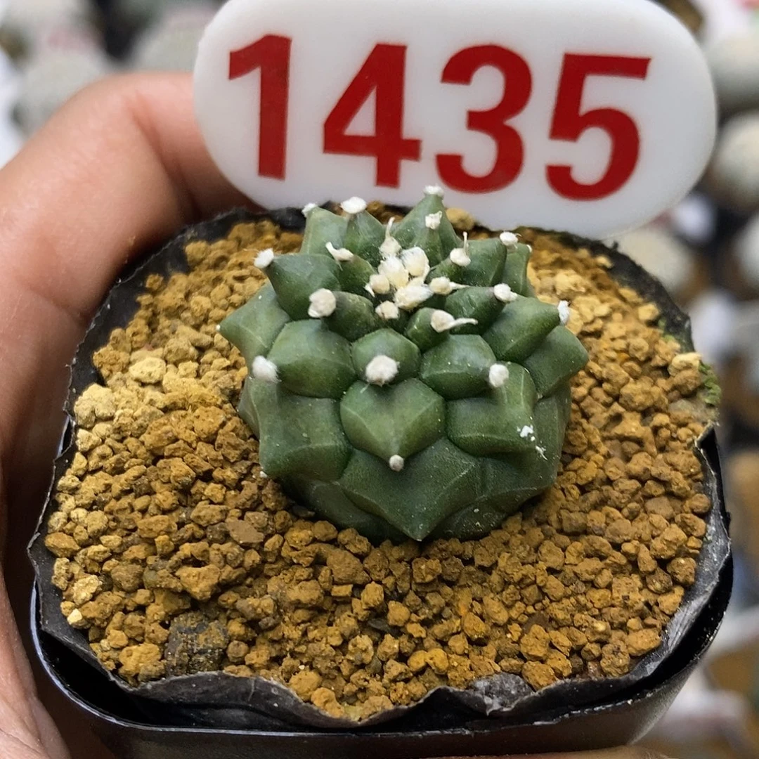 1435福利特价来了哦