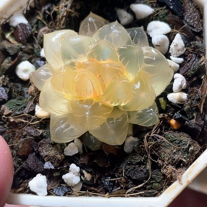 685水中月锦特选福利