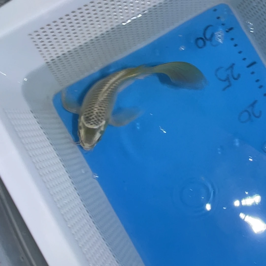 锦鲤锦鲤包邮包售后