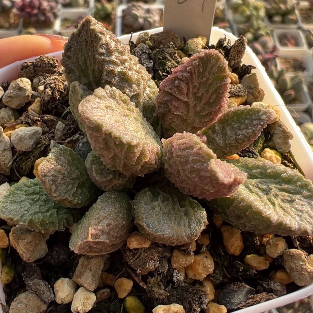 大鱼海棠多肉植物