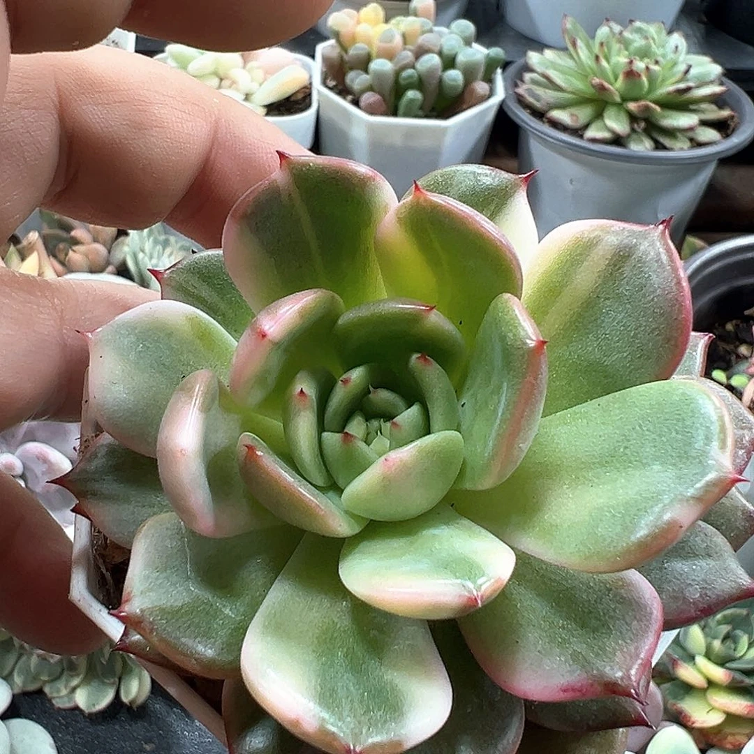 佛朗明哥锦  小方花圃一物一拍