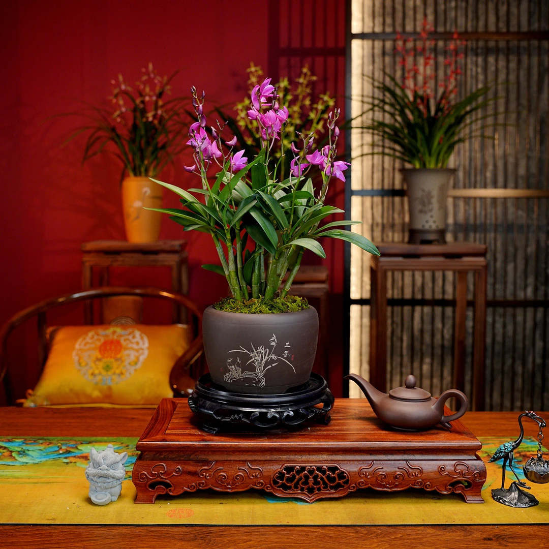 石斛兰臻品【紫罗兰】 带多花苞 浓香型兰花 紫砂盆 室内好养盆栽