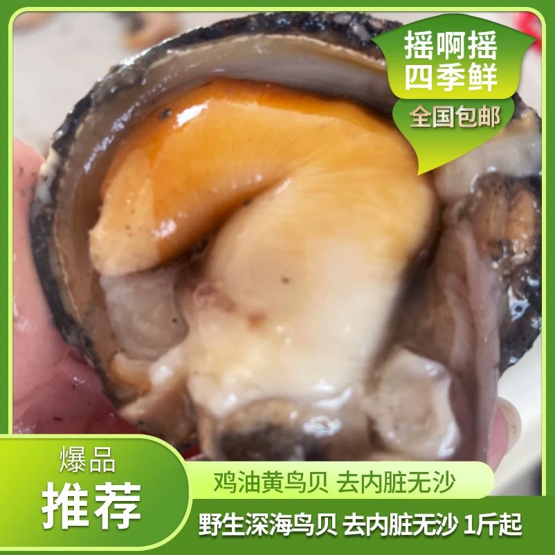 大连深海野生黄鸟贝