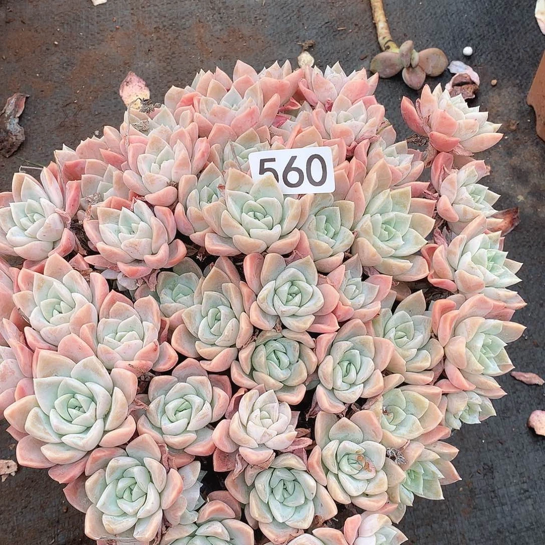 560哈利一物一拍多肉