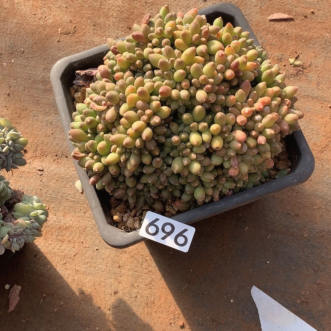 696 一物一拍多肉