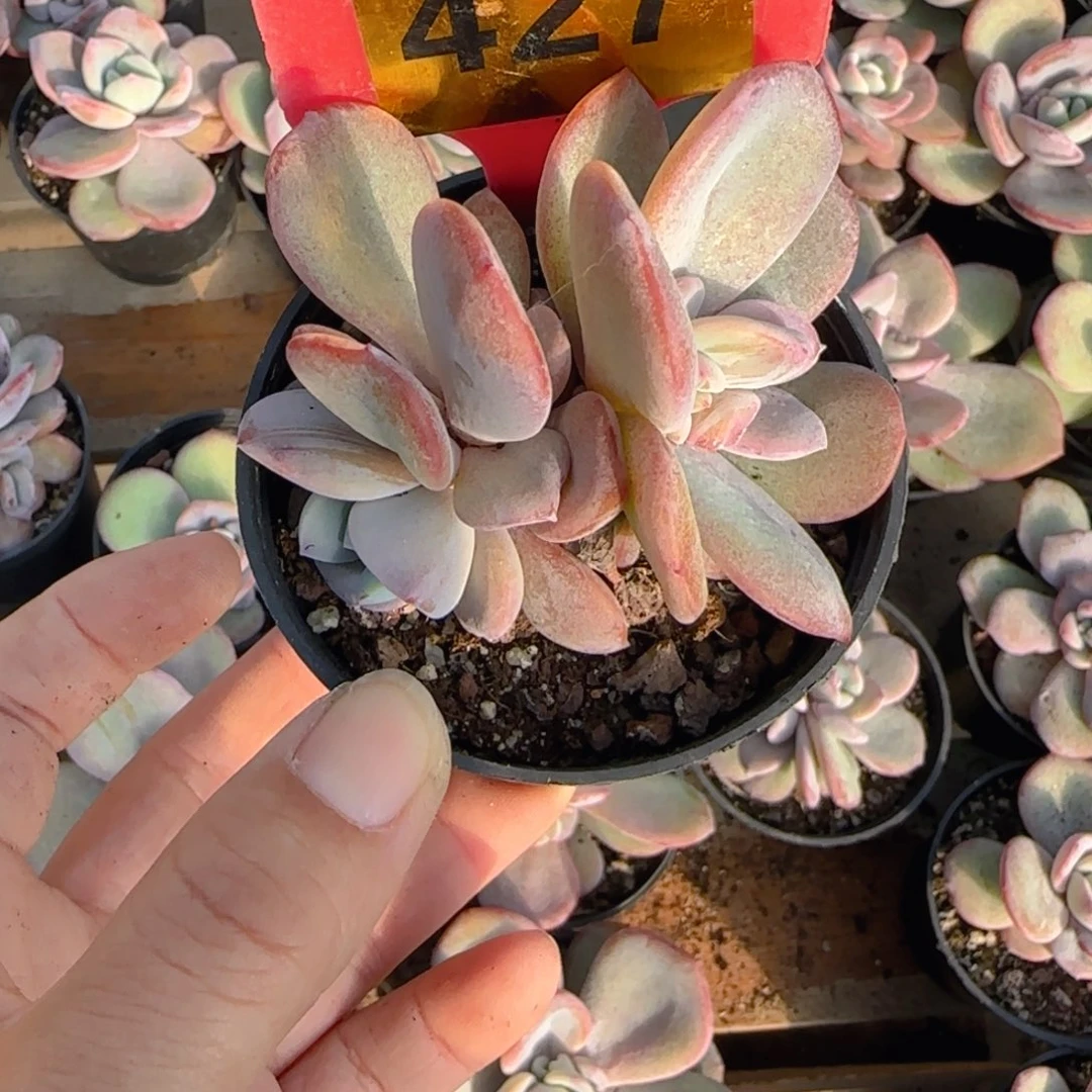 ****！427号奶茶一颗1111