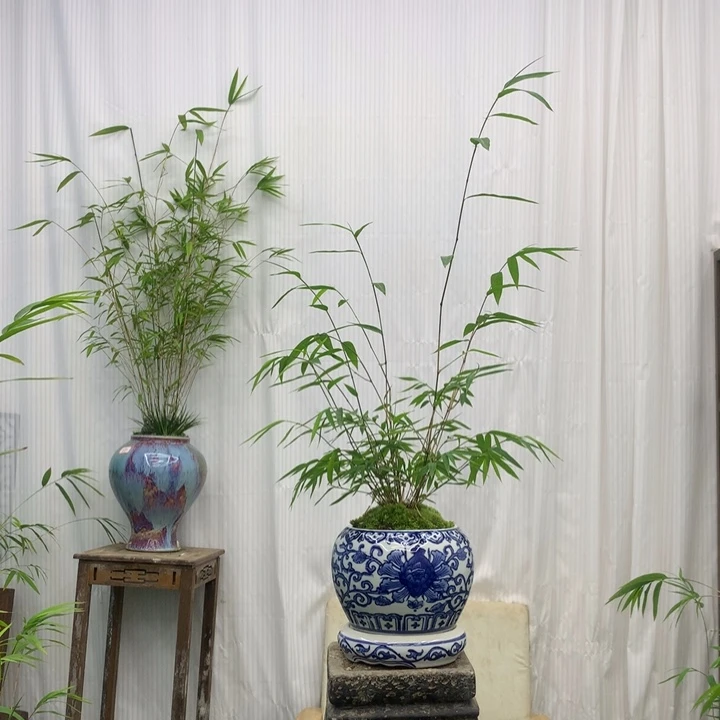 竹子竹子绿植盆栽花卉