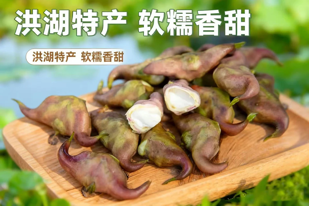 25年新鲜老菱角新鲜特大现摘带壳水生水果粉糯香甜新鲜包邮