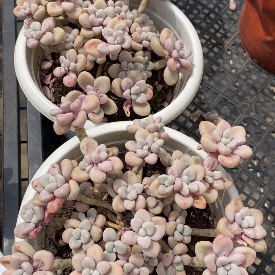 艾伦整桩整群两盆