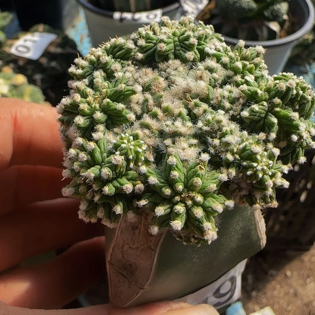 老华龙群头665仙人球