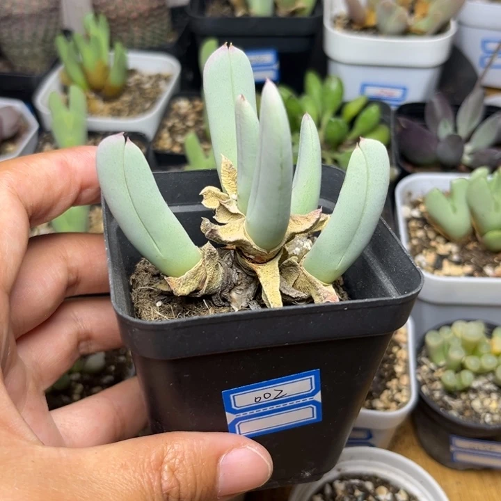 002 虾钳多肉植物
