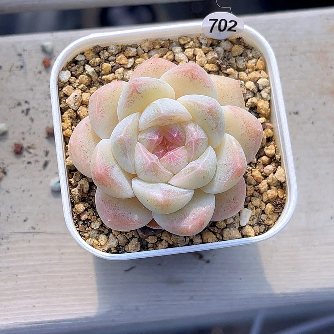 翡****702  孤品珍妮多肉