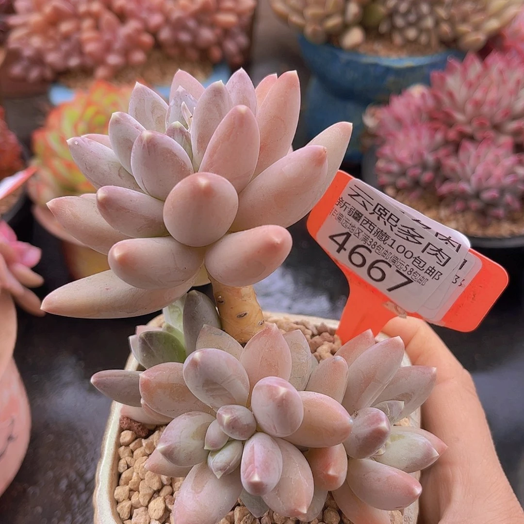 4667松果美人多肉植物