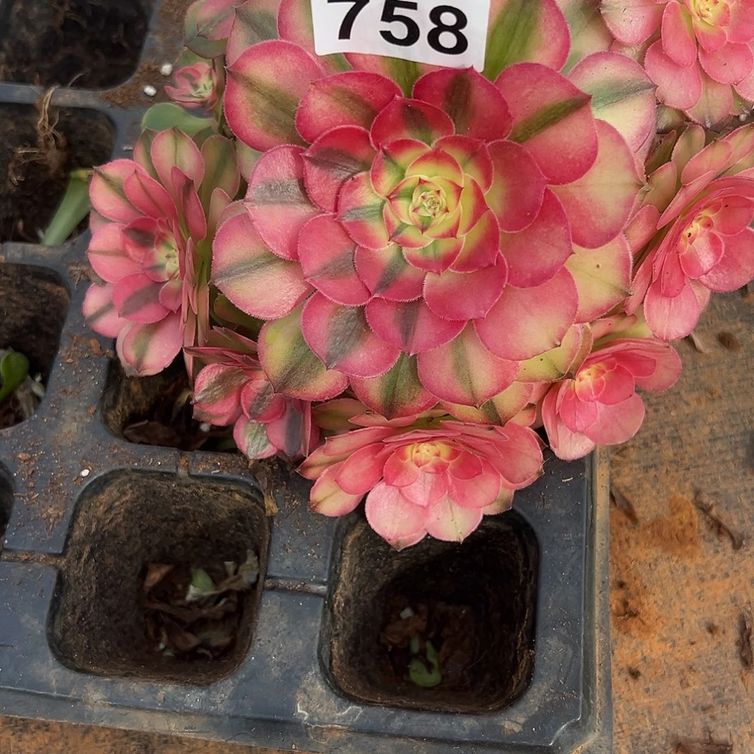 花***零精品多肉植物758寄养发货