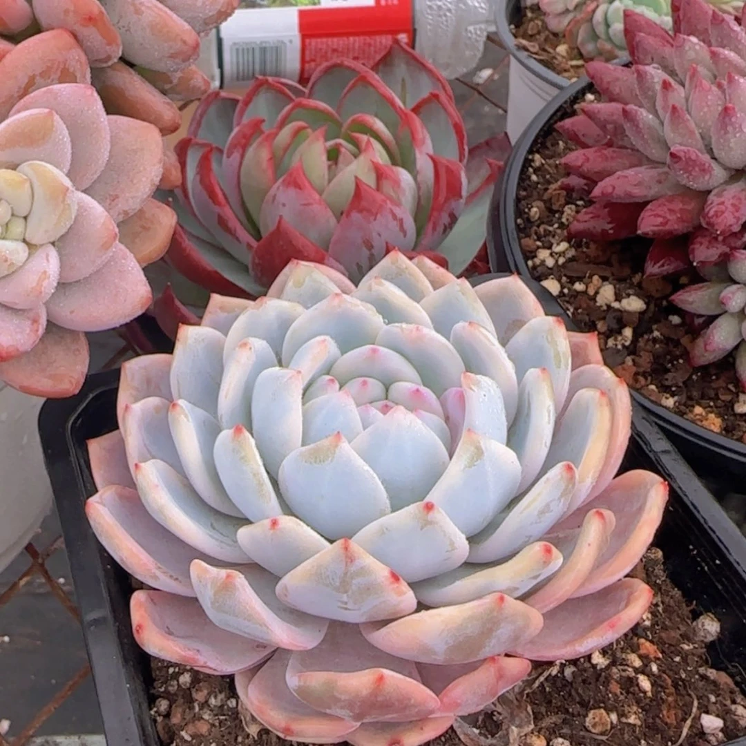 【闪购商品】橙梦露锦9.9