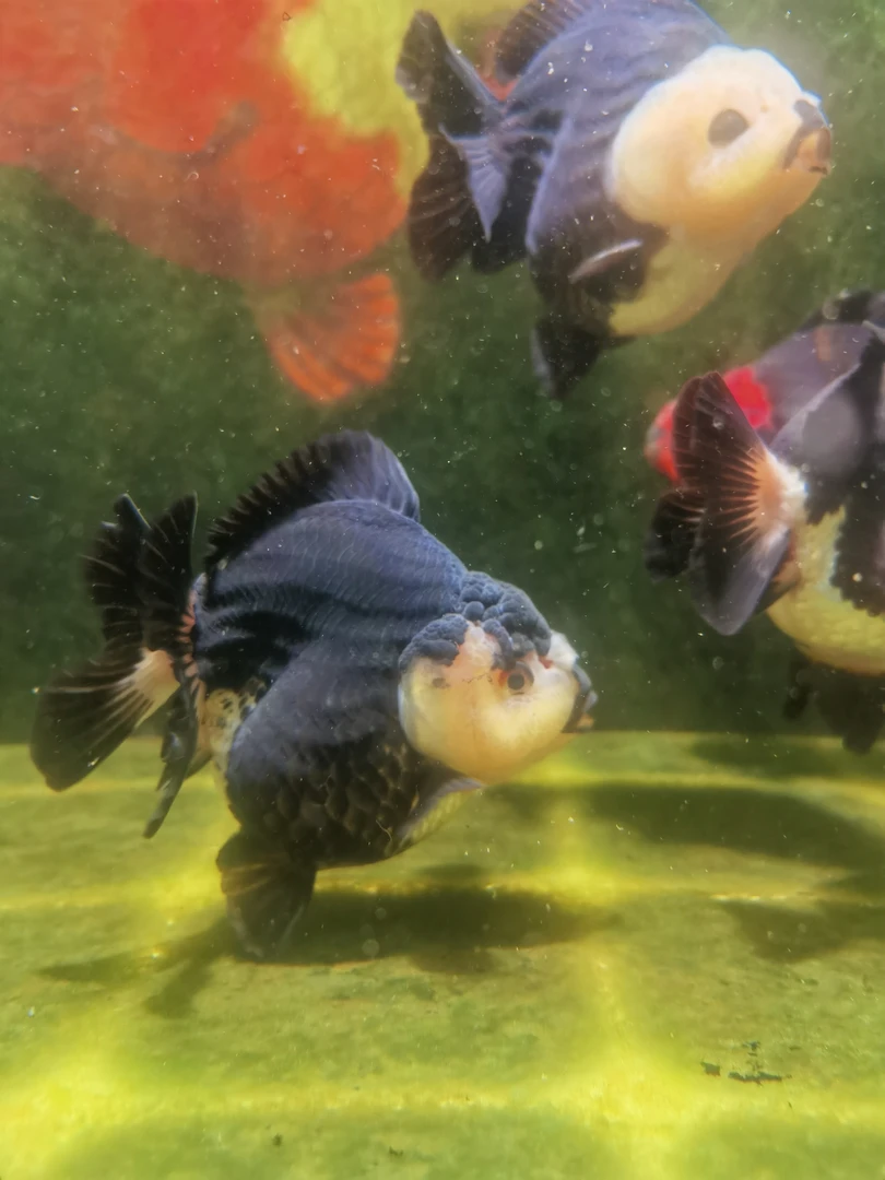 玛丽泰狮金鱼精品留养苗直播链接兰寿鱼苗