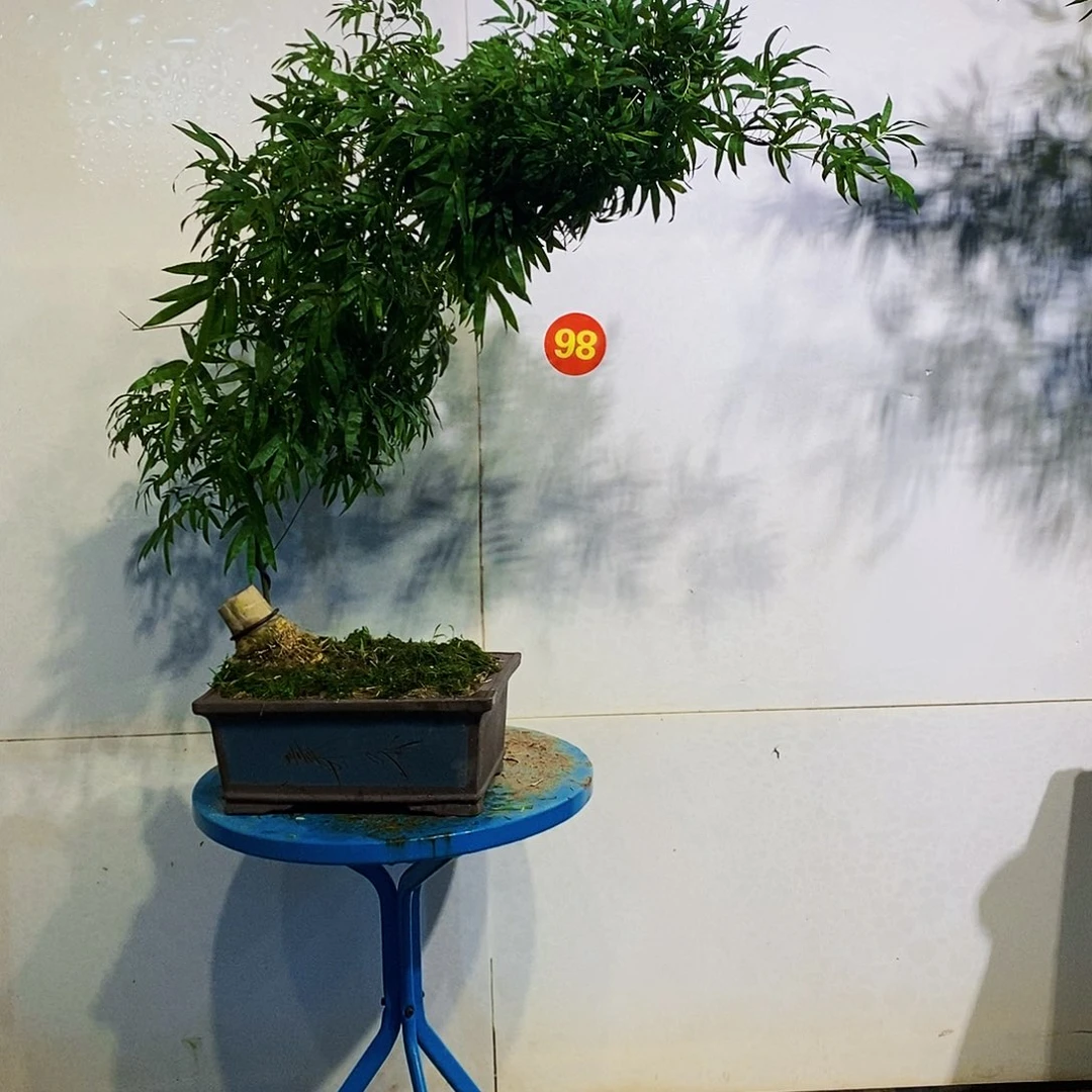 无花朵小叶簕竹一物一拍