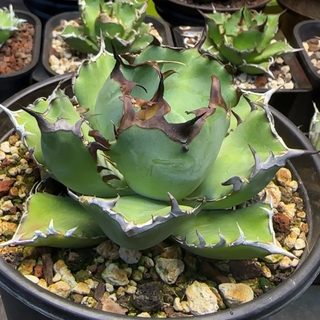 黑鲸仁王冠龙舌兰