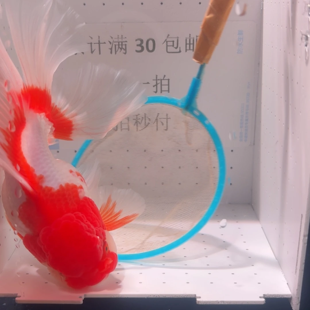 金鱼一条红白百褶泰狮