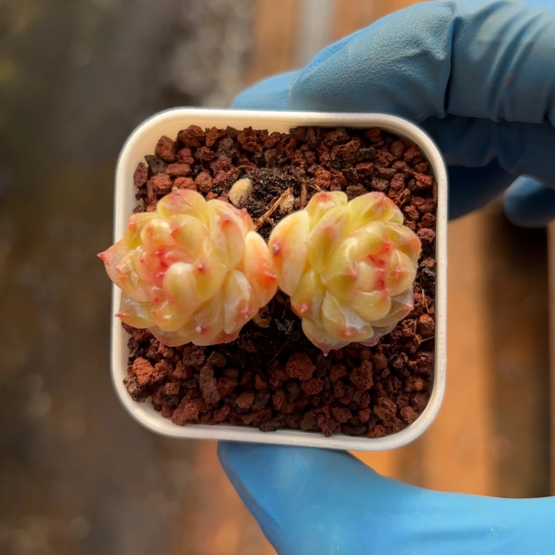 老桩糖心一物一拍